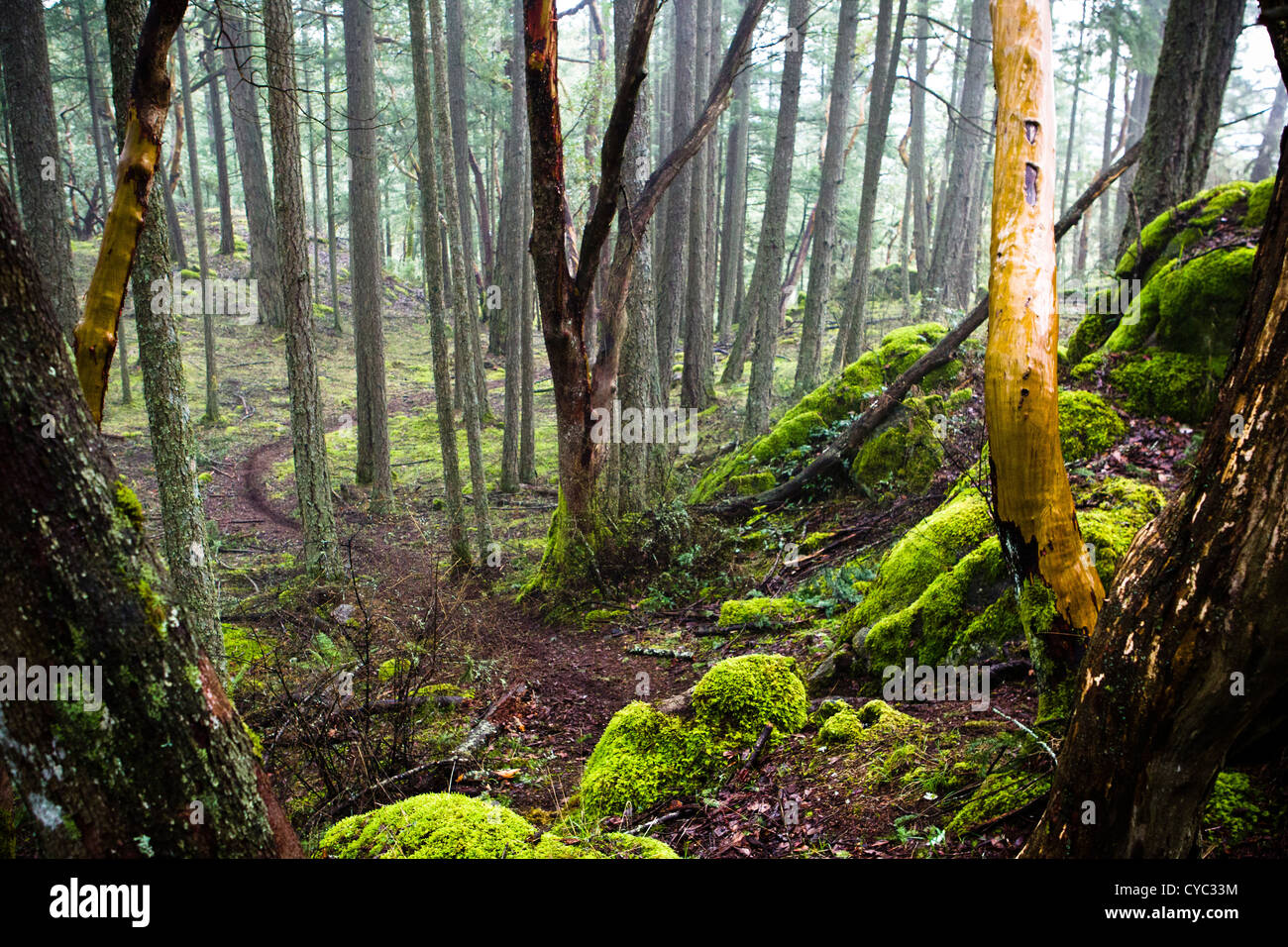 Empty trail, Victoria, BC, Canada Stock Photo