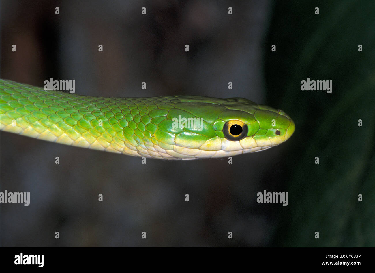 Rough Green Snake Opheodrys aestivus Fayeteville, Arkansas, United States June Adult Colubridae Stock Photo