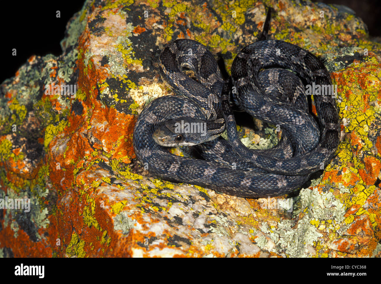 Western Rat Snake Scotophis lindheimerii Mason County, Texas, United States May Immature Colubridae Stock Photo