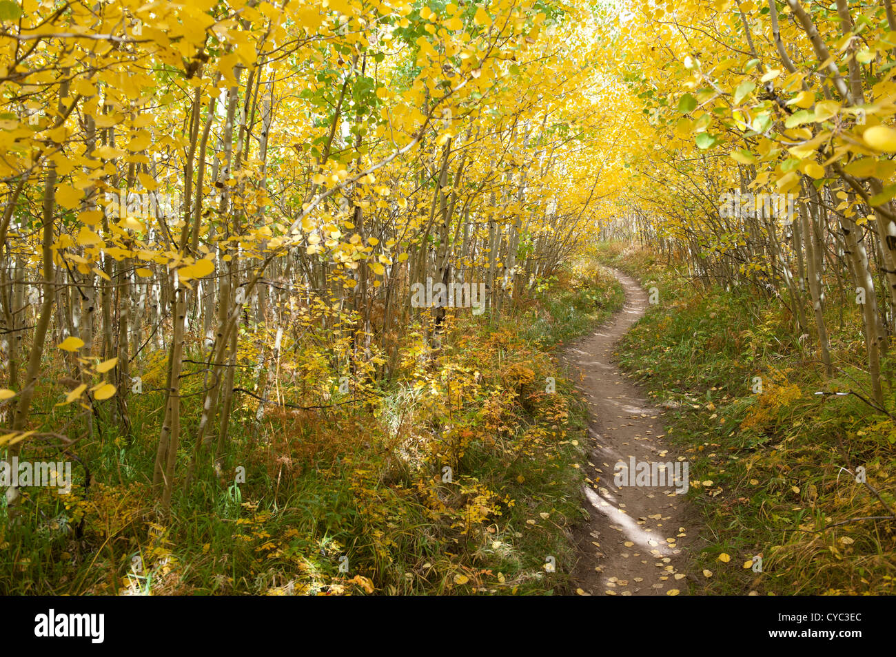 Empty trail through forest in Nederland, Colorado Stock Photo - Alamy