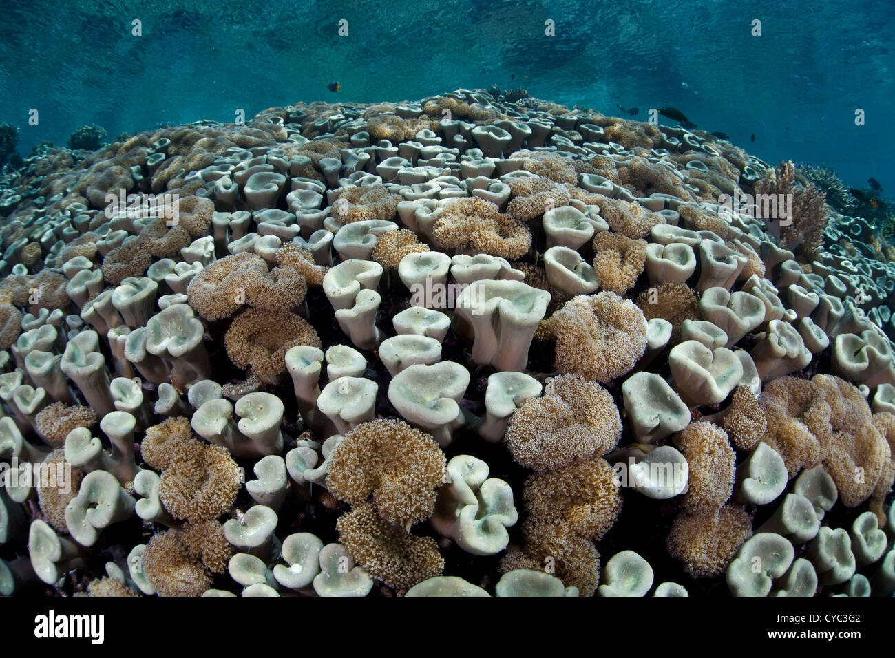 A garden of soft leather mushroom corals, Sarcophyton sp., grows on a shallow reef slope in the western Pacific. Stock Photo
