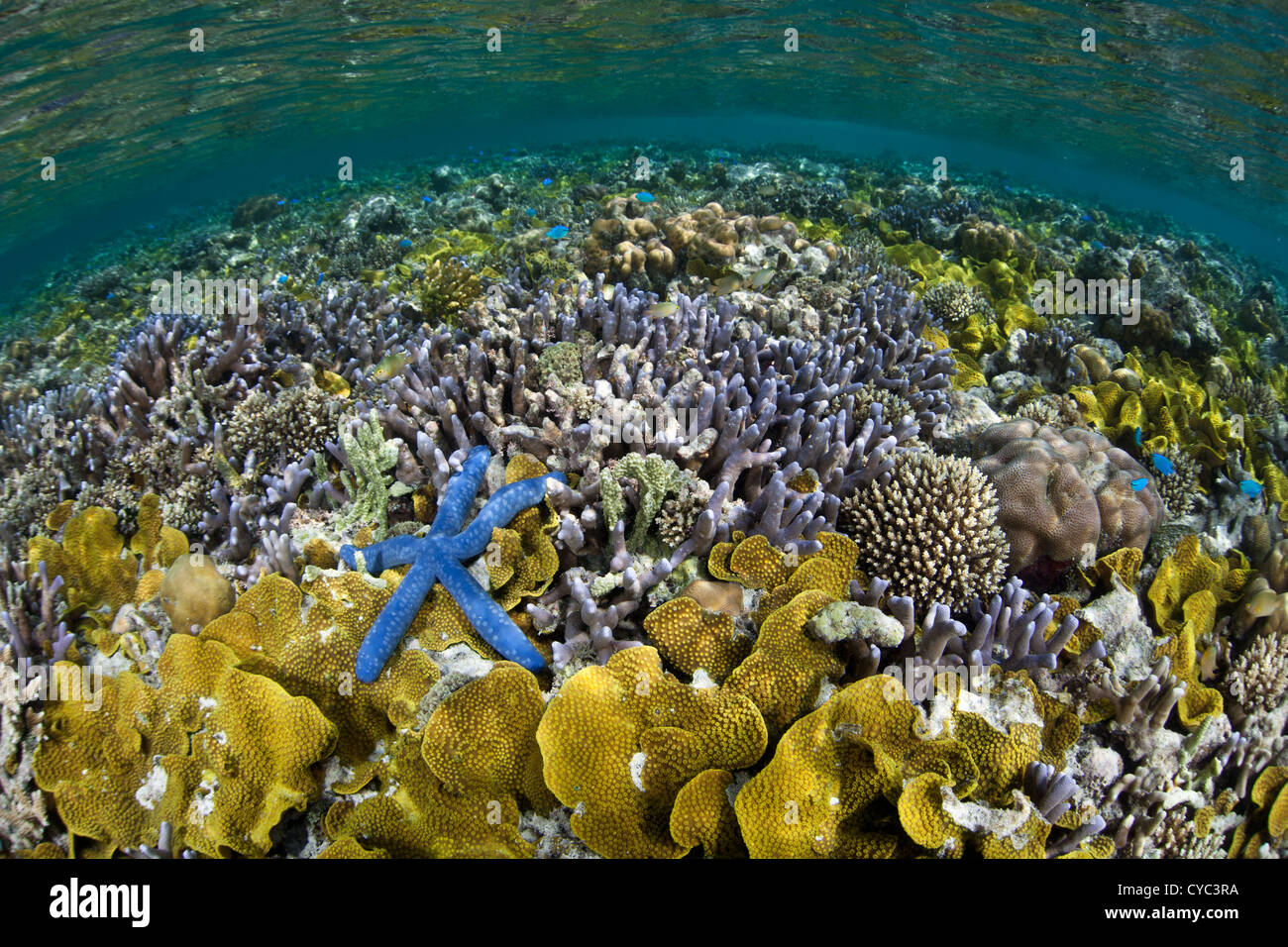 A blue seastar, Linkia laevigata, lies on a healthy shallow reef that is covered by reef-building corals. Stock Photo