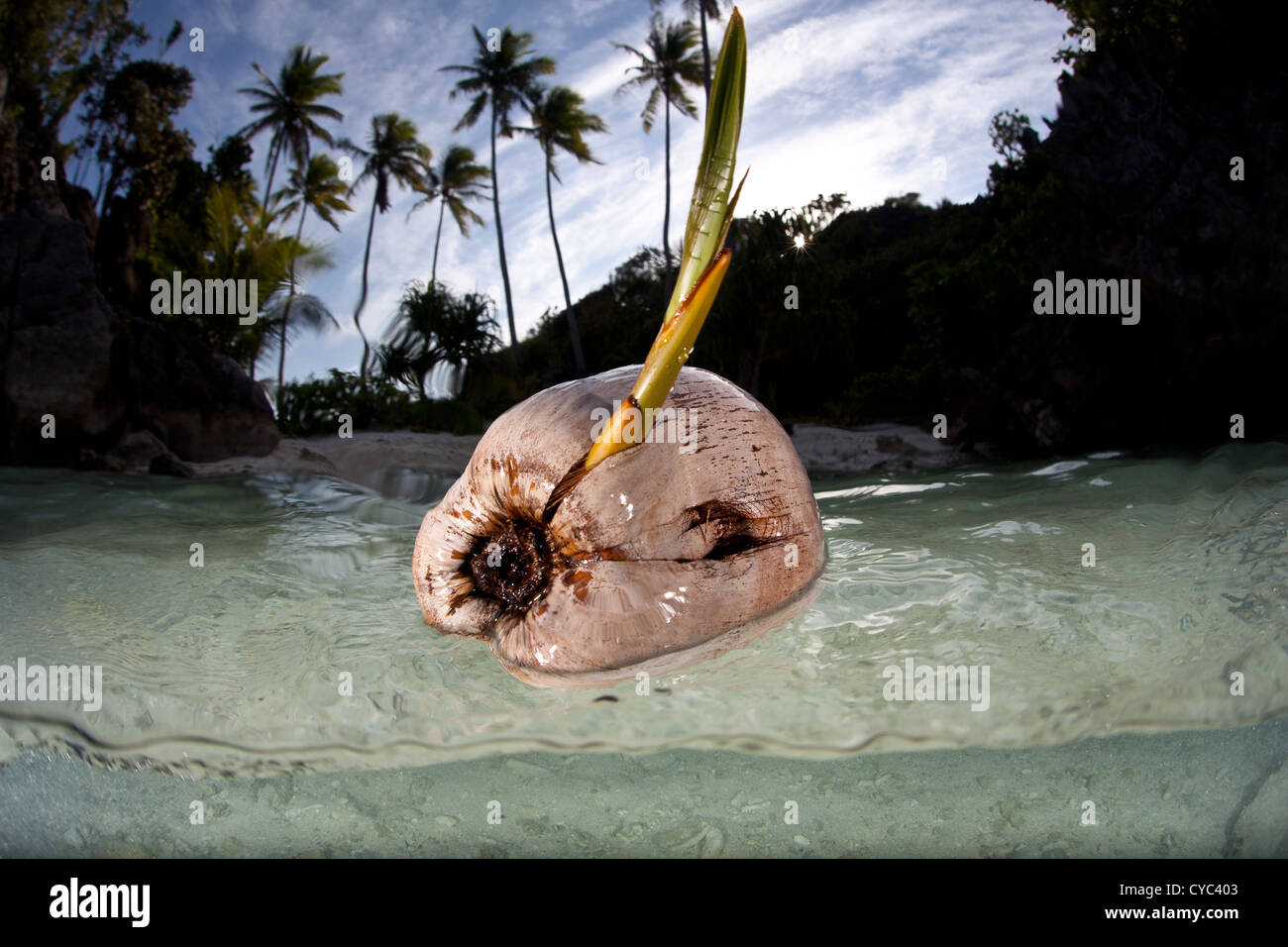 Coconut tree with land hires stock photography and images Alamy