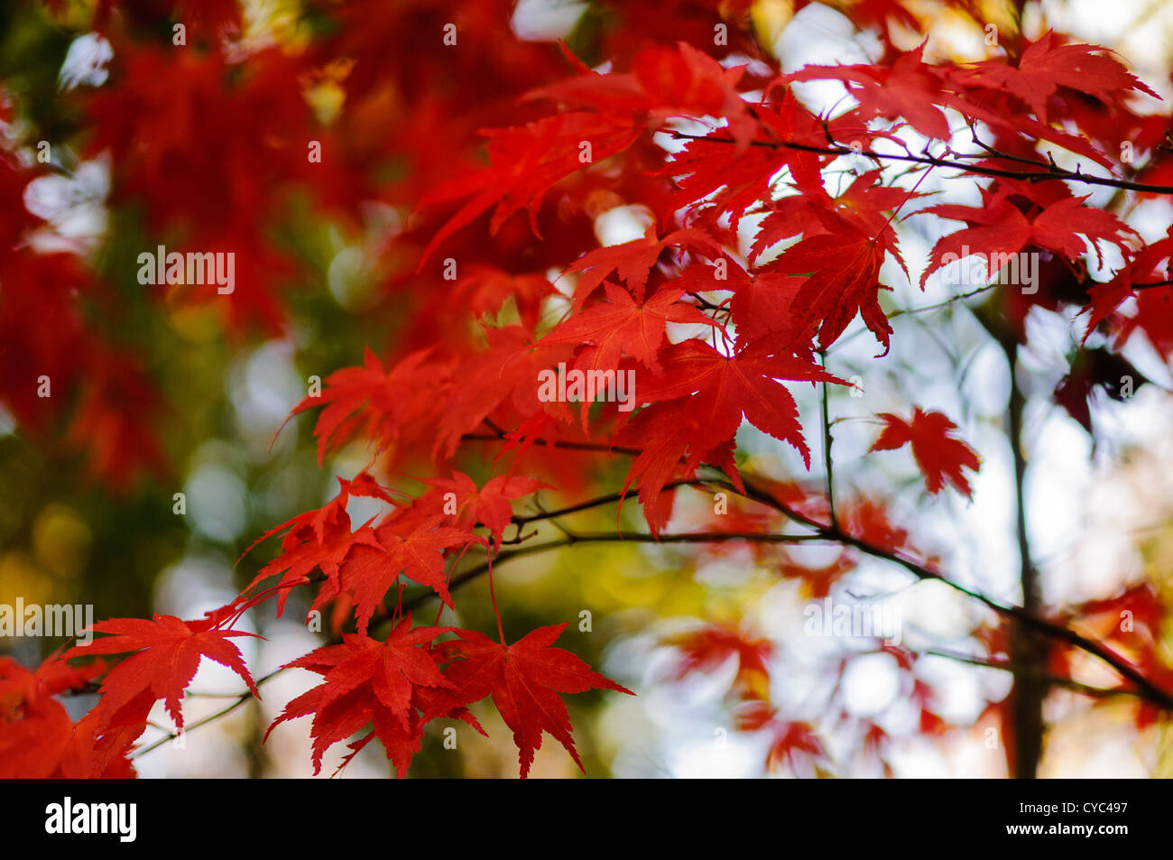 Japanese acer maple purple hi-res stock photography and images - Alamy