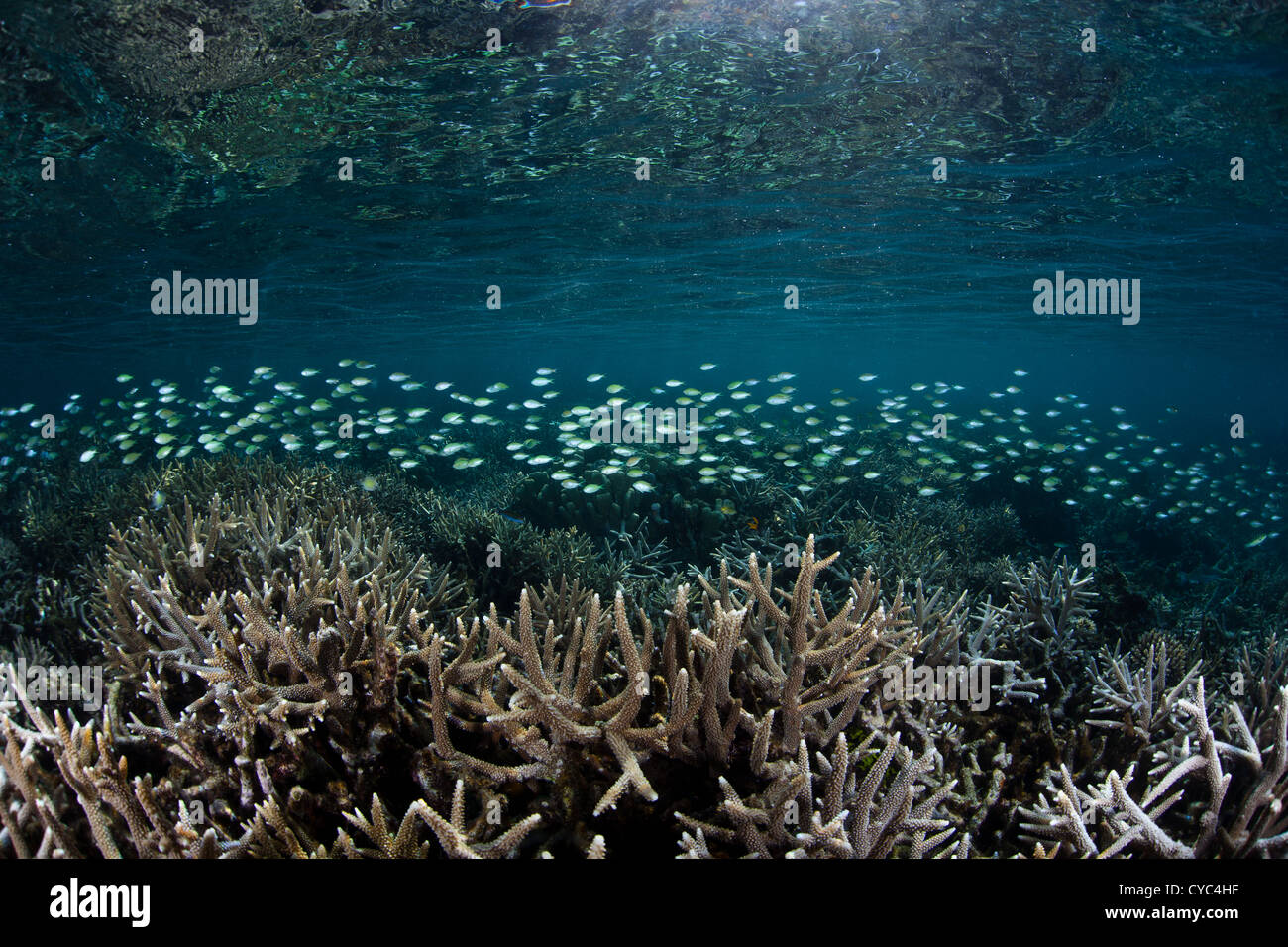 A school of Blue-green damselfish, Chromis viridis, swims over a shallow coral reef made up of mainly Acropora colonies. Stock Photo