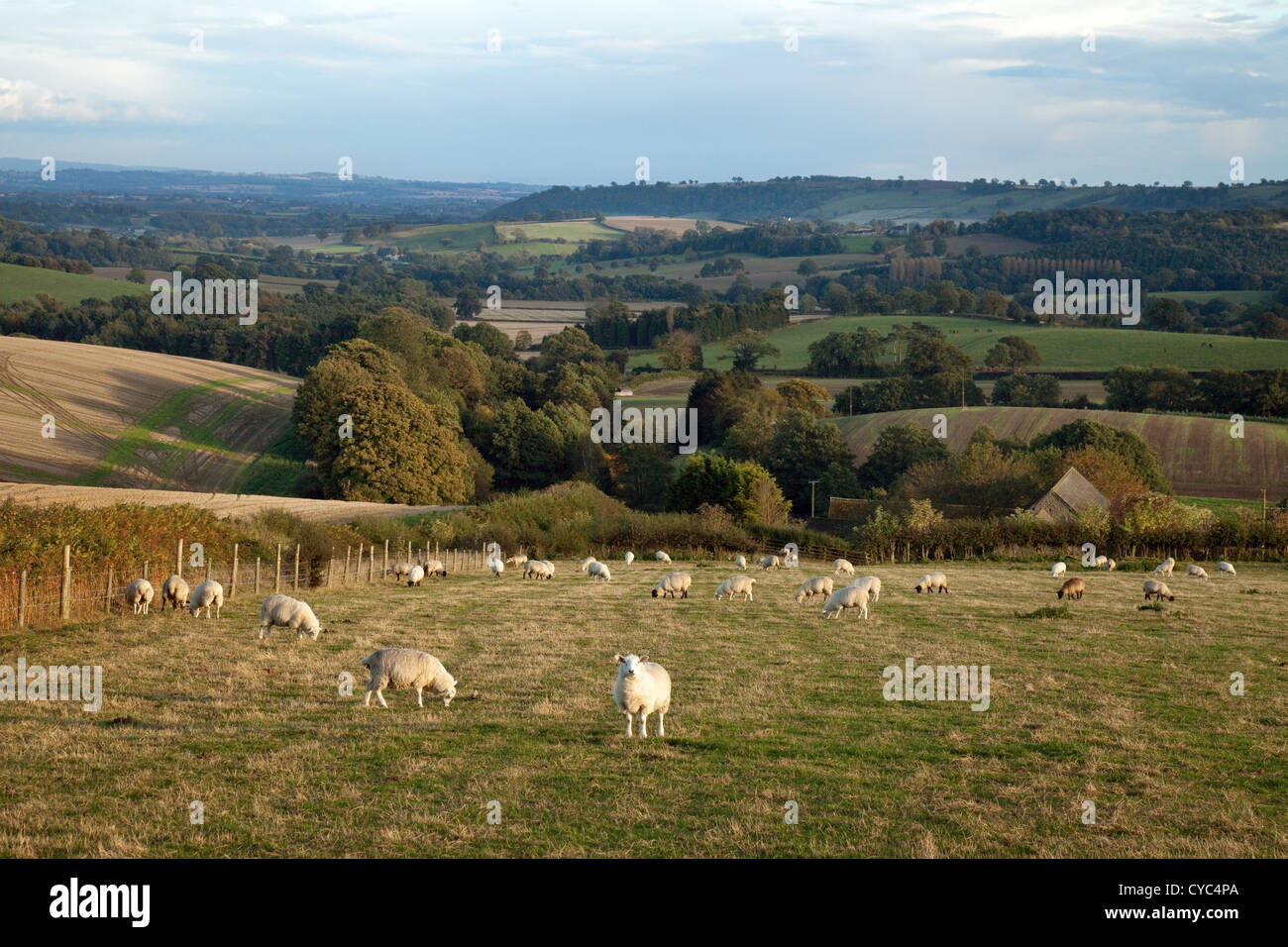 British farming; Sheep farming on a farm near Shrewsbury, example of agriculture UK, Shropshire UK Stock Photo