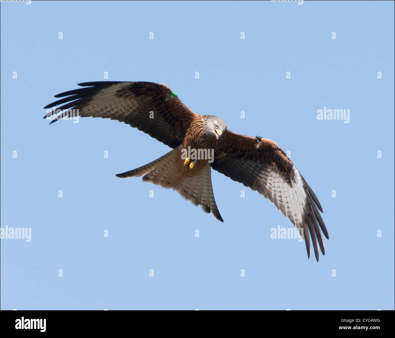 A red kite in flight over gigrin farm feeding station Stock Photo