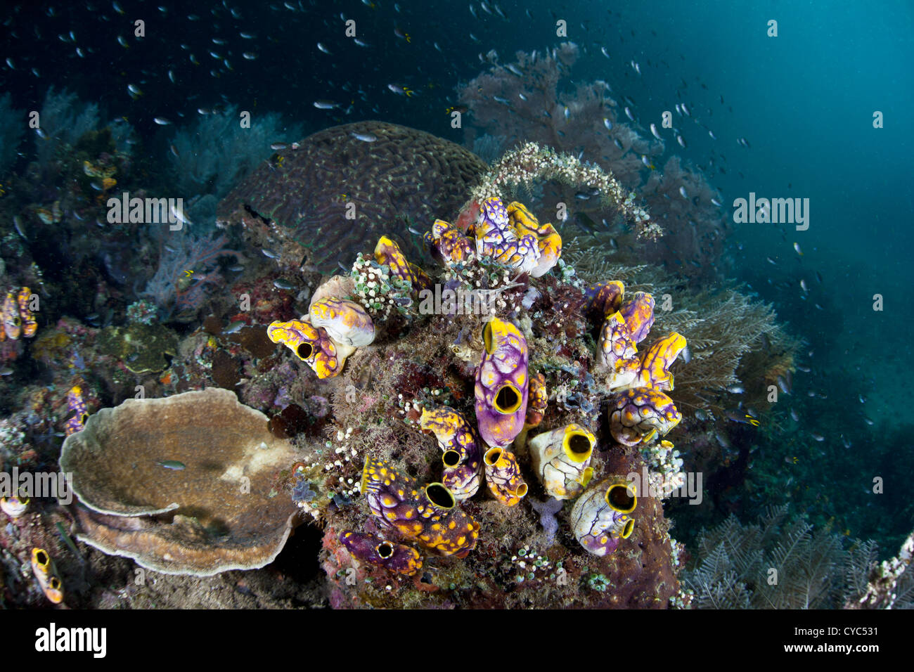 Filter Feeding High Resolution Stock Photography and Images Alamy