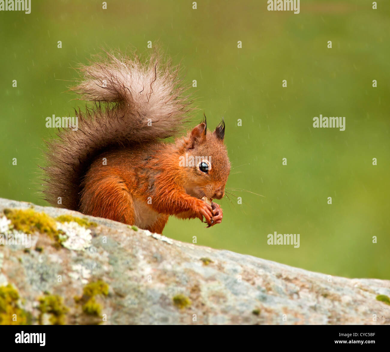 A red squirrel in the rain eating peanuts Stock Photo