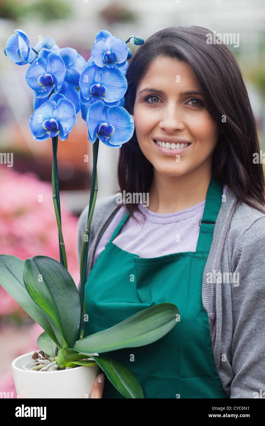 Brunette woman holding a blue flower working in garden center Stock ...
