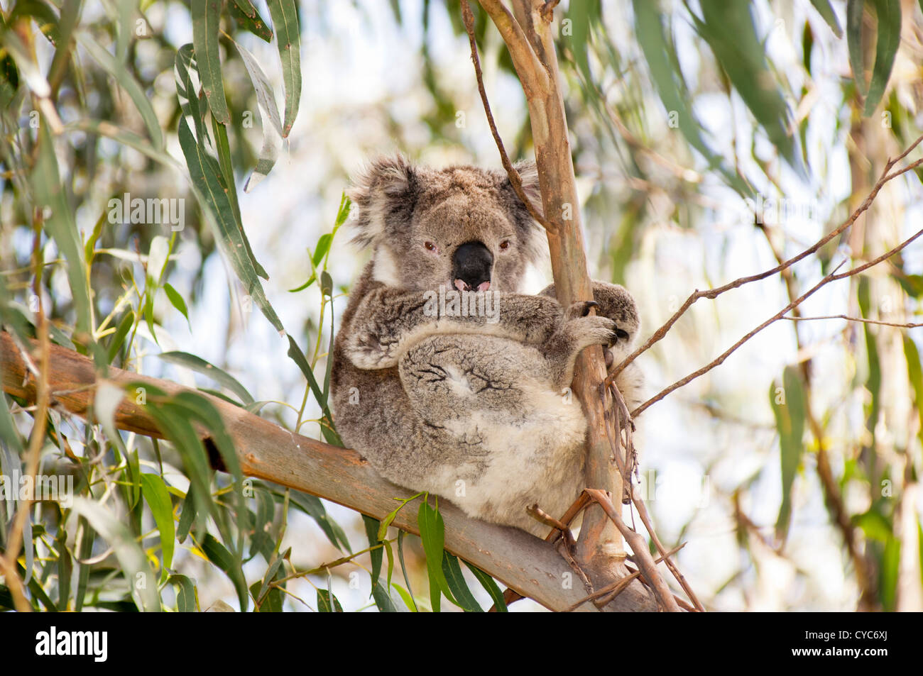 Koala bear in the wild in gum trees in Australia Stock Photo