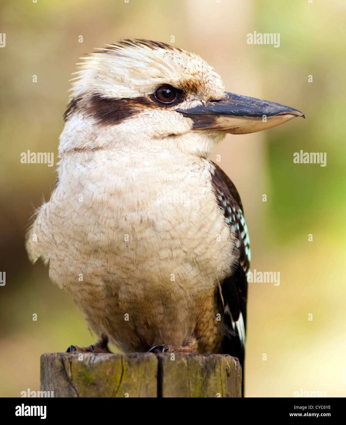 Kookaburra, native Australian bird in the wild close up Stock Photo
