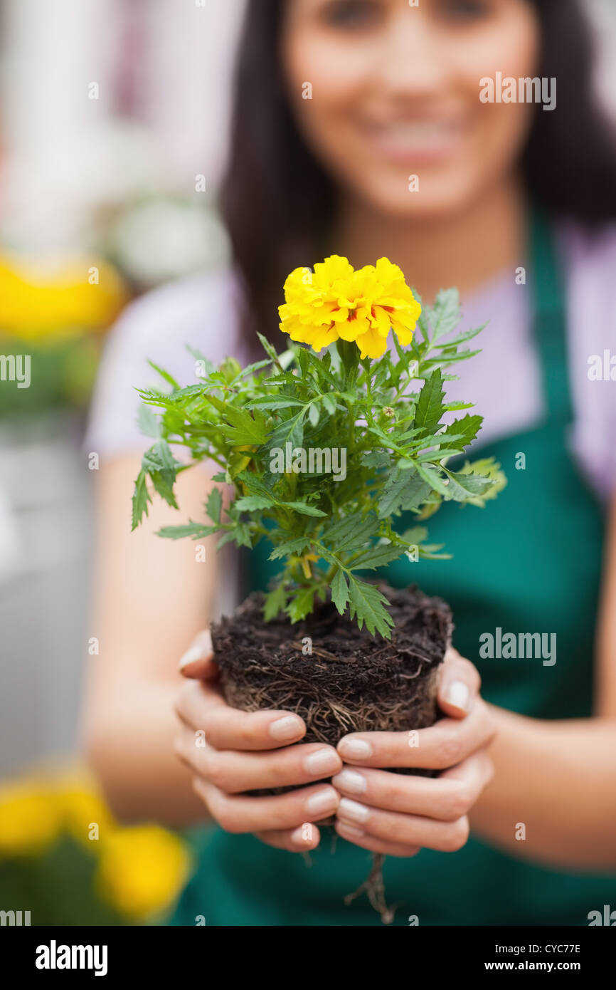 Woman holding a plant at the camera Stock Photo - Alamy
