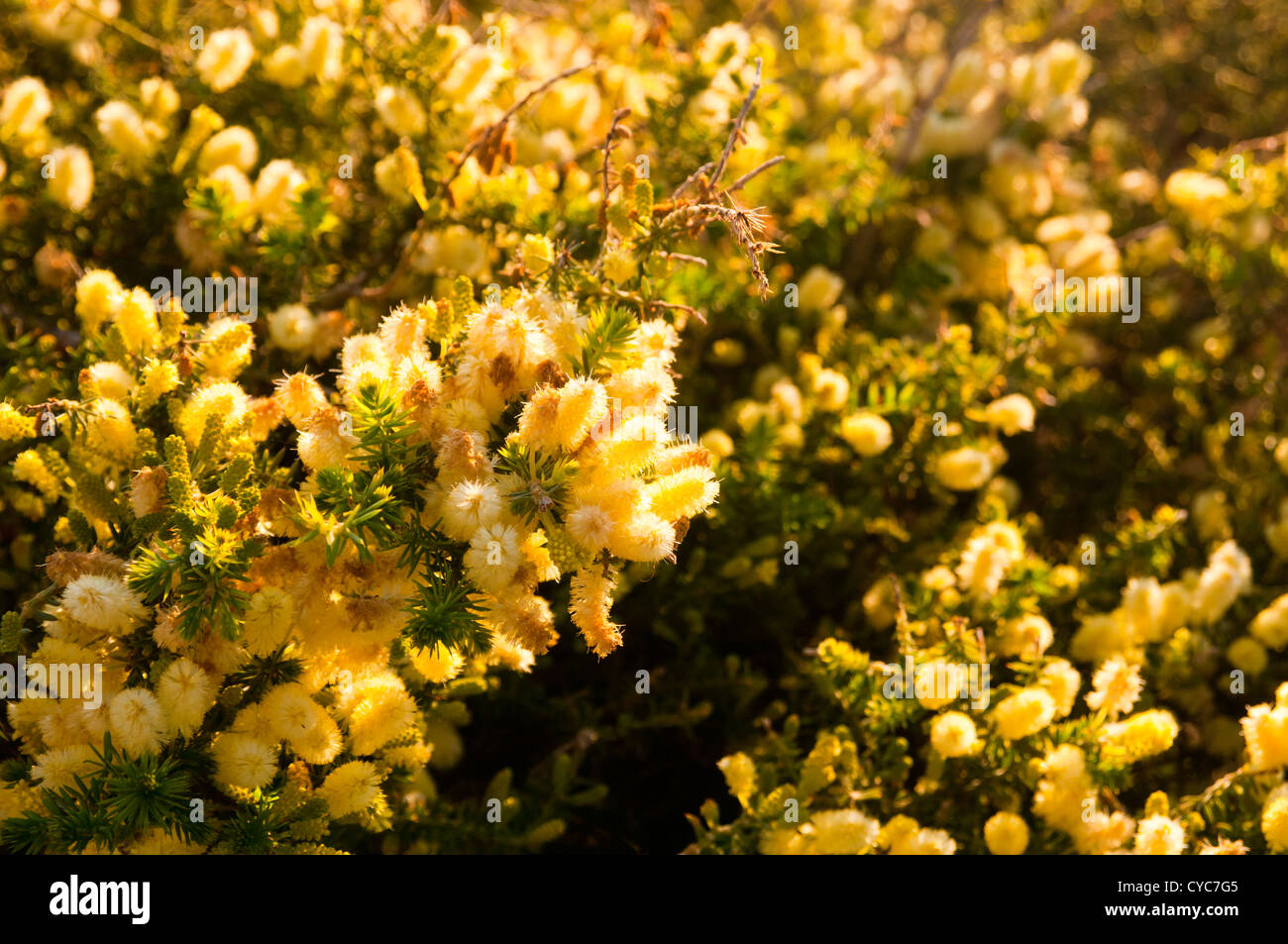 Flowers of the Australian native Wattle tree Stock Photo