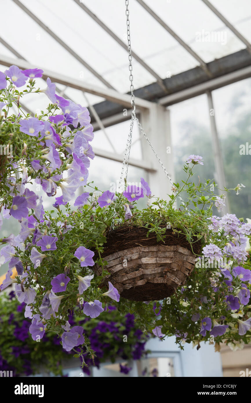 Hanging basket in garden center Stock Photo Alamy