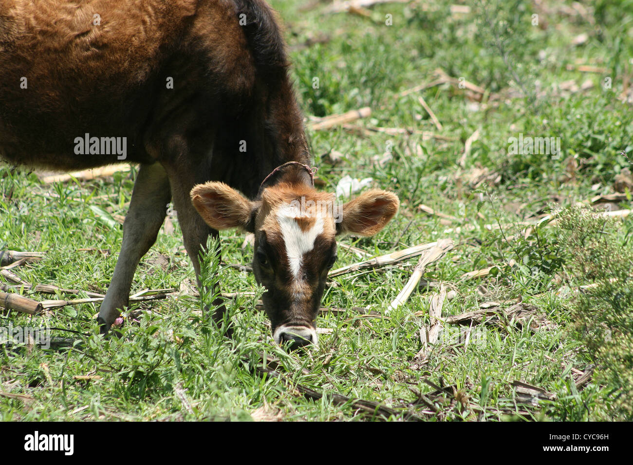 A young brown calf grazing on grass and corn stalks in a farmers meadow in Cotacachi, Ecuador Stock Photo