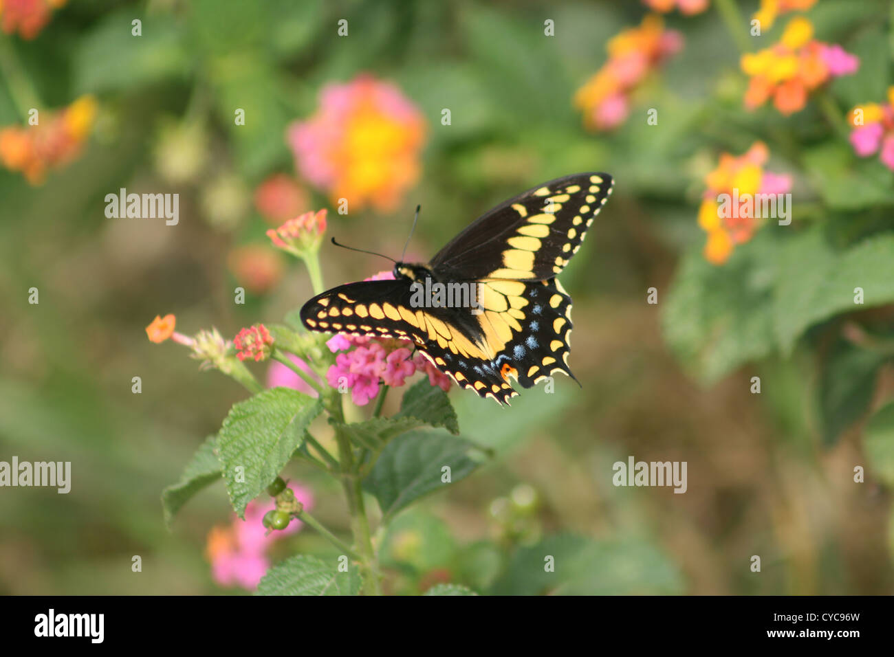 A yellow and black butterfly with blue spots on its wings pollinates a yellow and pink flower on a bush in Cotacachi, Ecuador Stock Photo