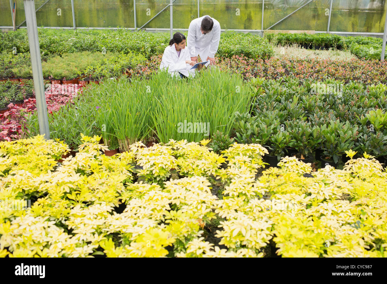 Two people in lab coats checking the plants Stock Photo