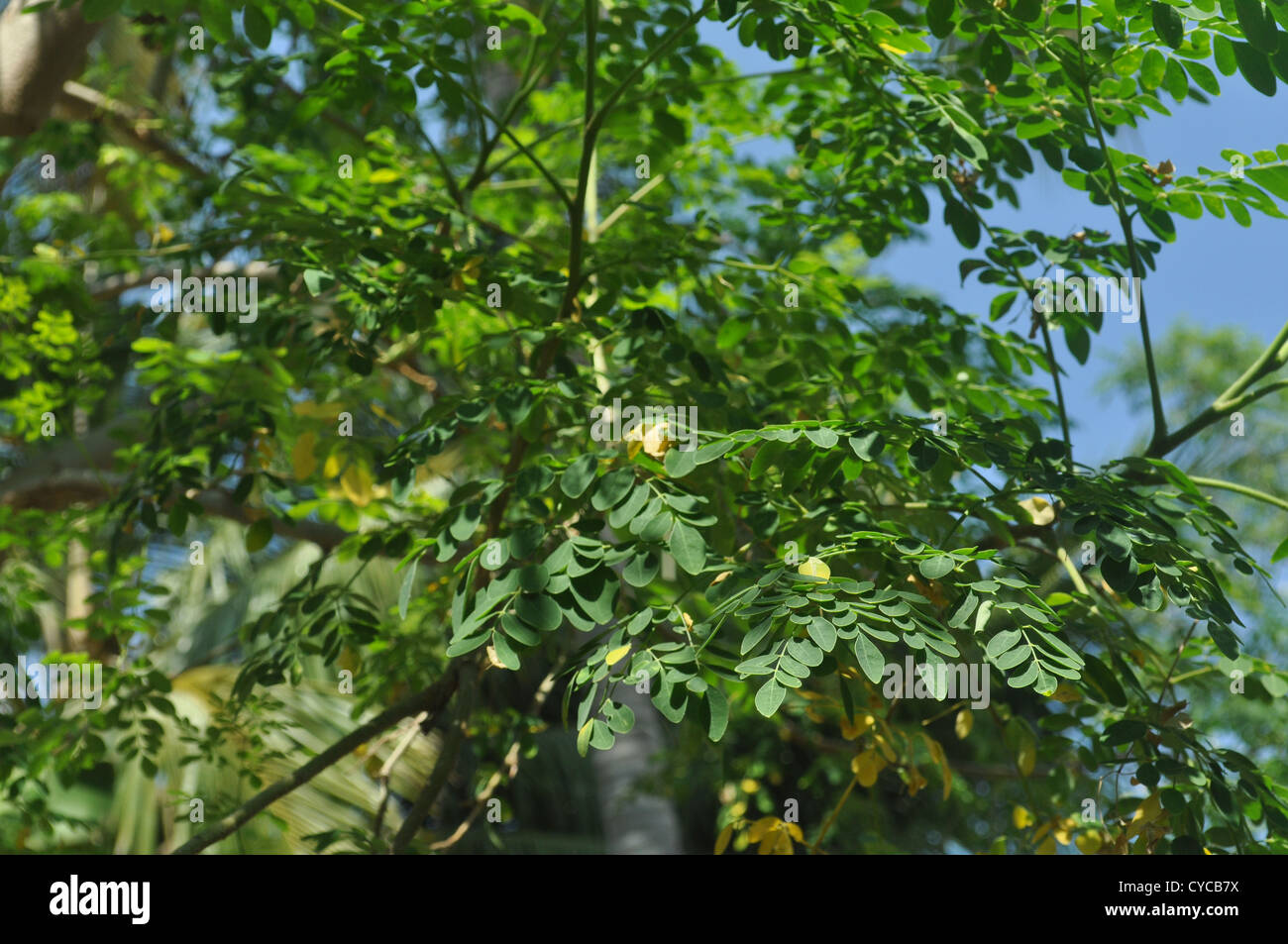 Leaves of Moringa oleifera Stock Photo