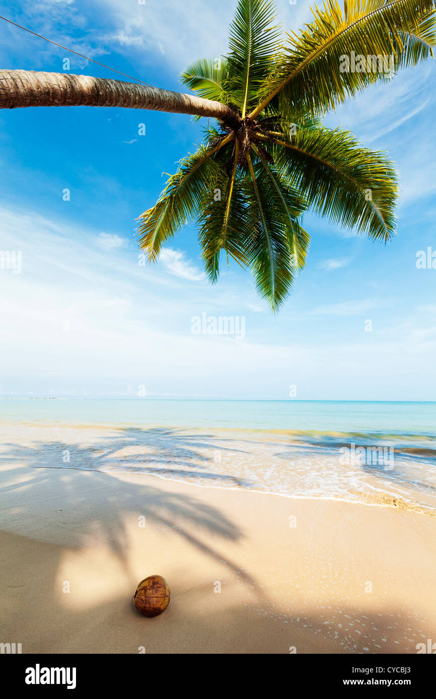 Palm trees on the tropical beach in sunny day. Vertical shot Stock ...