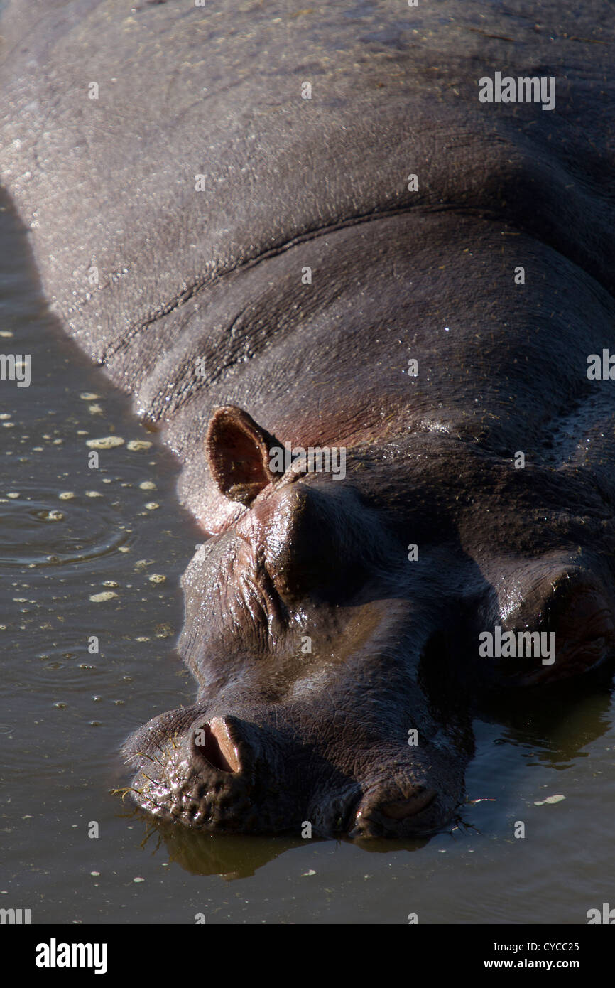 A Hippo sleeps in Massi Mara Kenya Stock Photo
