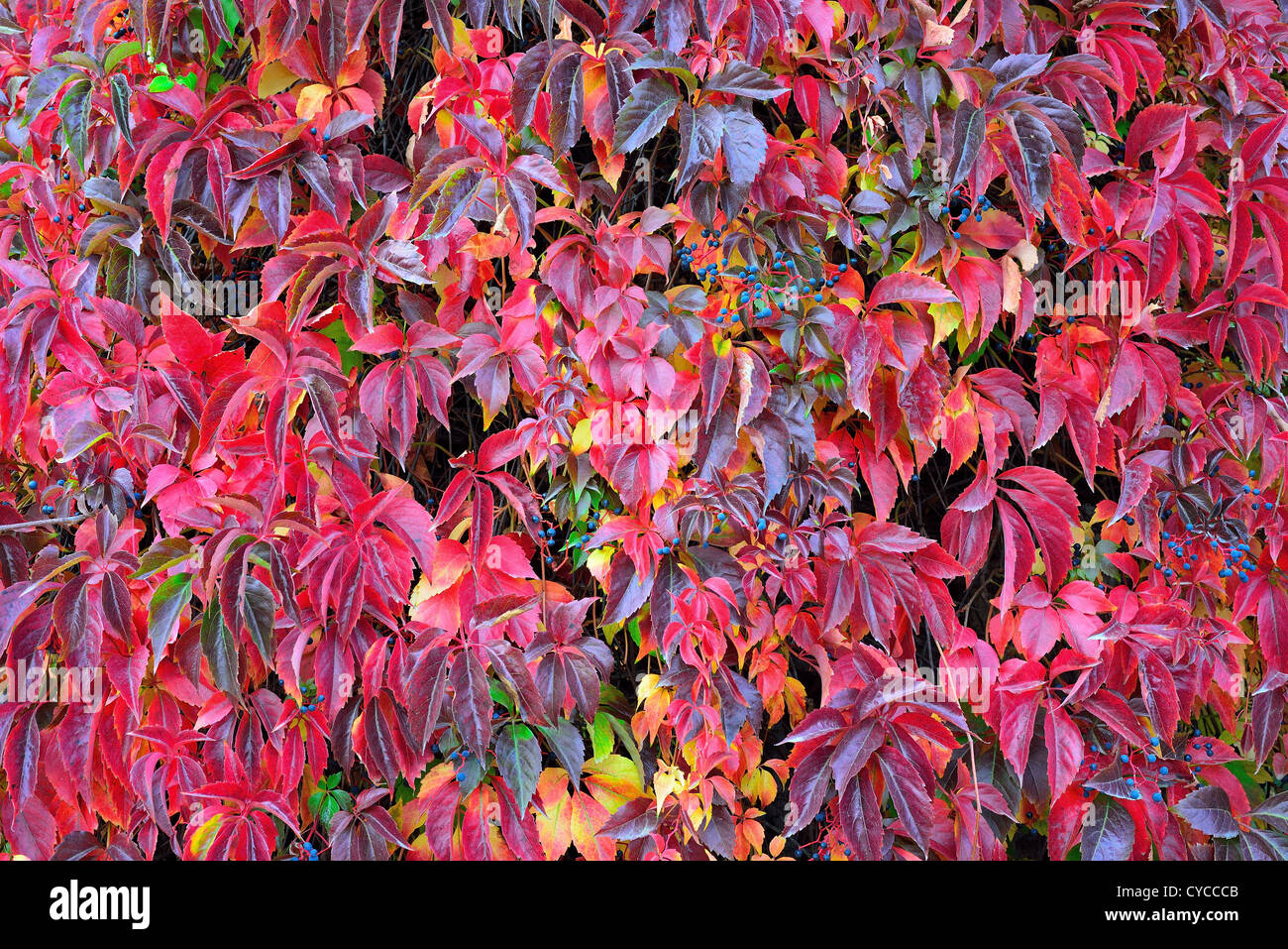 Colorful multicolor autumn creeper Parthenocissus quinquefolia Stock Photo