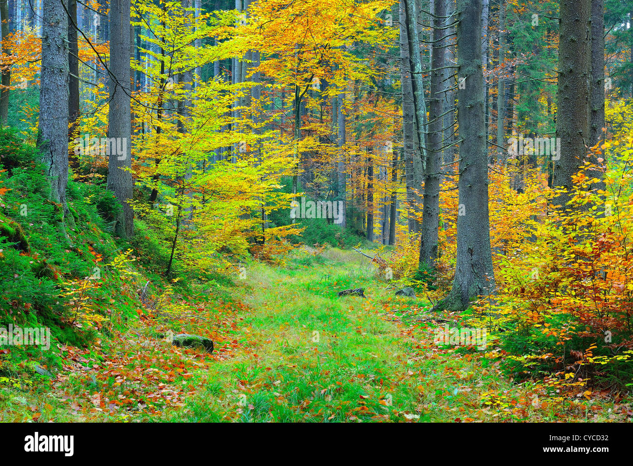 Colorful autumn mountain forest  near Bystrzyca Klodzka Lower Silesia Poland Stock Photo