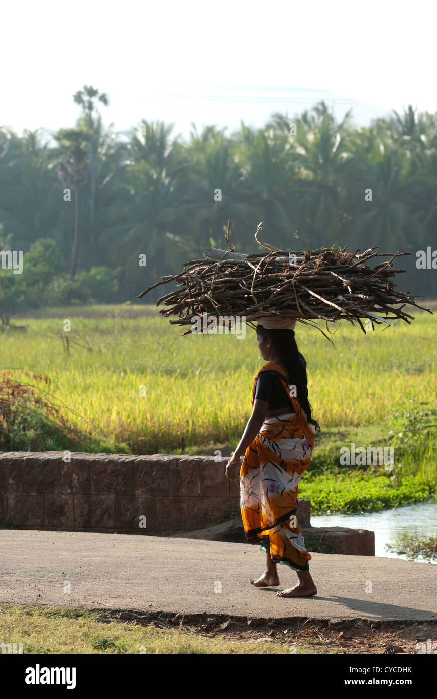 A  woman carrying fire wood on head, Tamil Nadu.India Stock Photo