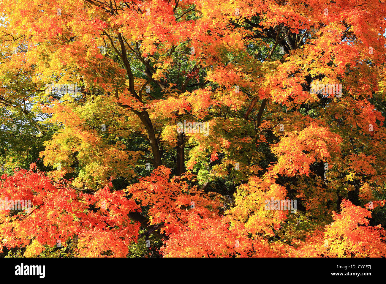 Colorful maple tree foliage in the sunny autumn day Stock Photo
