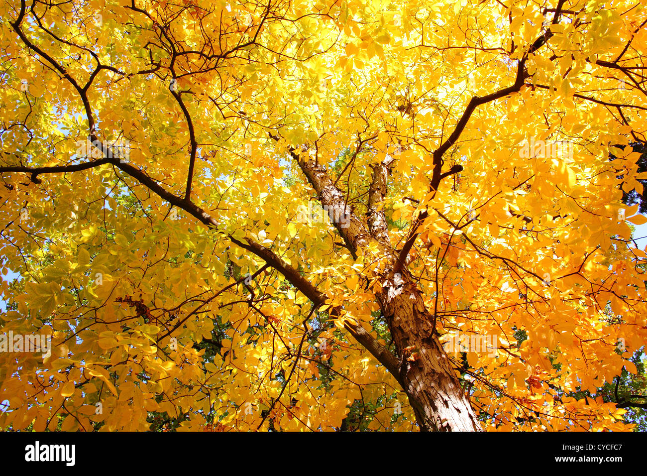 Shagbark Hickory yallow autumn foliage in a sunny day Carya ovata Stock