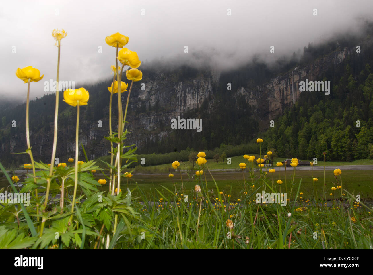 Globeflower (Trollius europaeus), Kiental, Bernese alps, Switzerland Stock Photo
