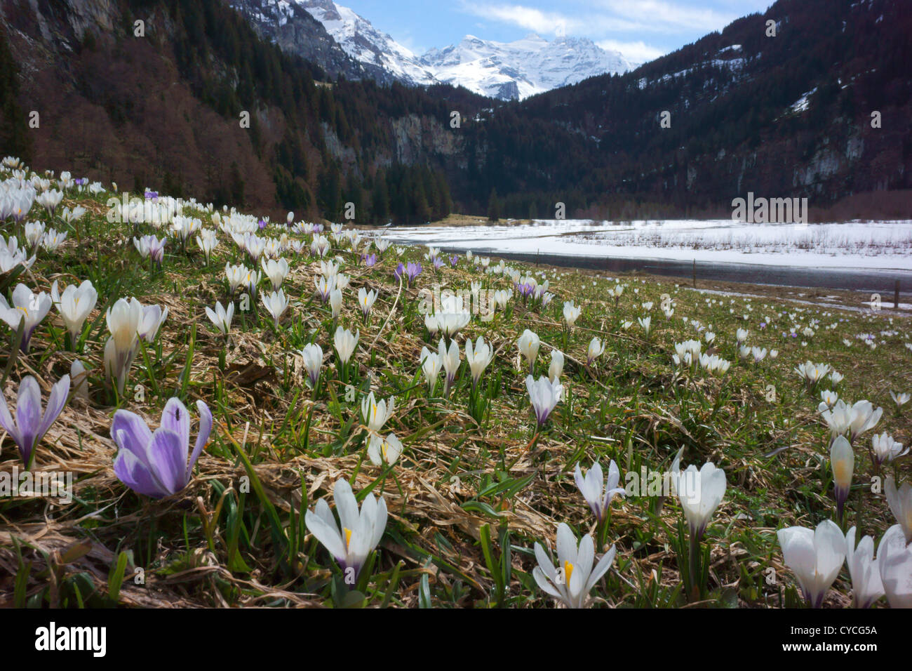 Crocus flowers on alpine meadow in Kiental, Bernese alps Switzerland Stock Photo