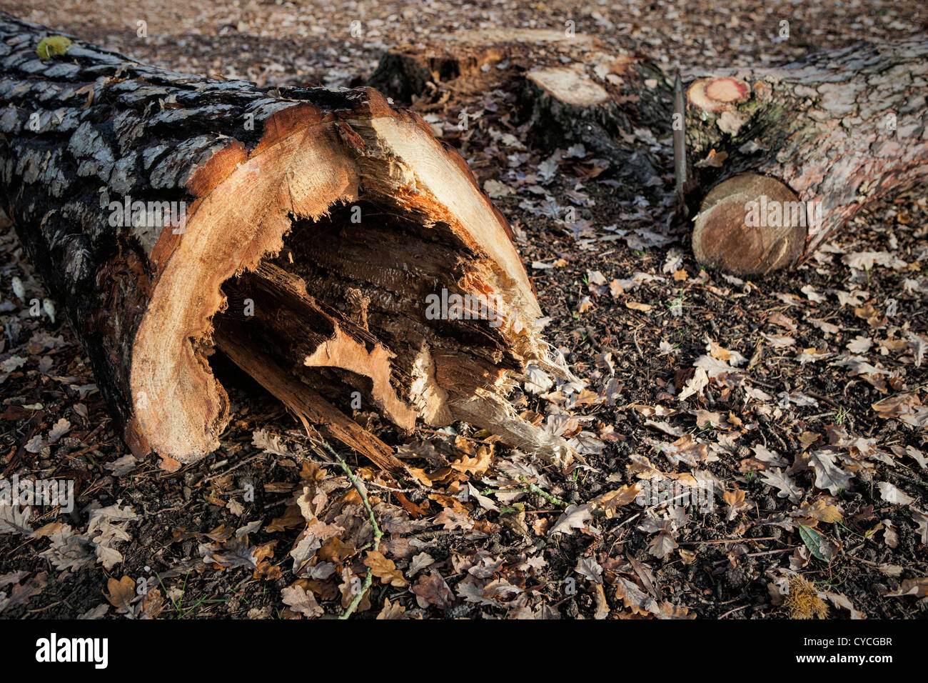 Cut down trees on Ockham Common, Surrey Stock Photo Alamy