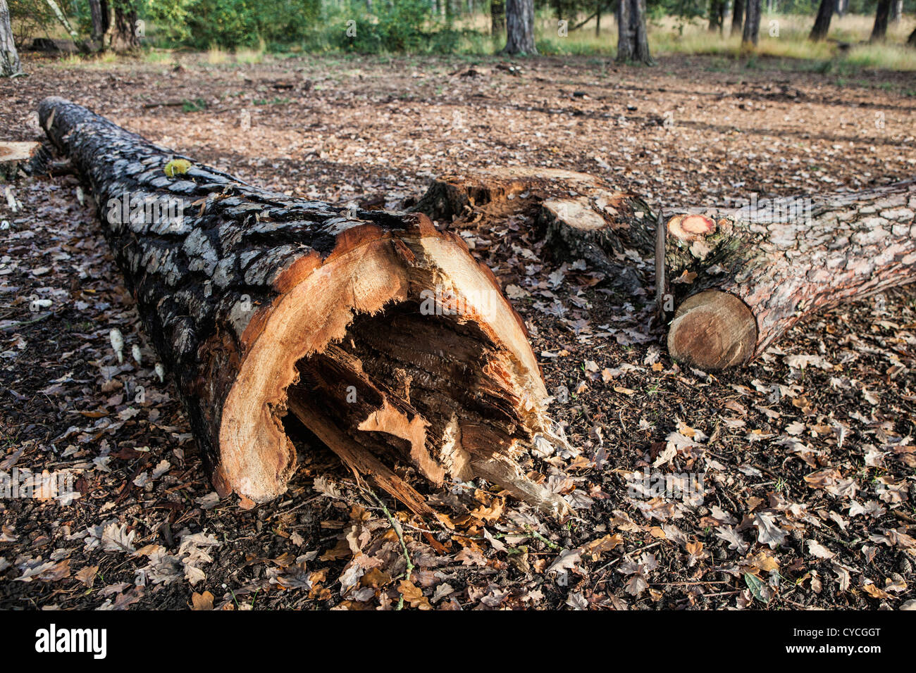 Cut down trees on Ockham Common, Surrey Stock Photo Alamy