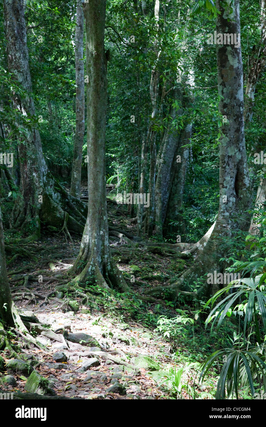 Dense jungle has covered the ancient Mayan ruins in Tikal National Park, Guatemala. Stock Photo