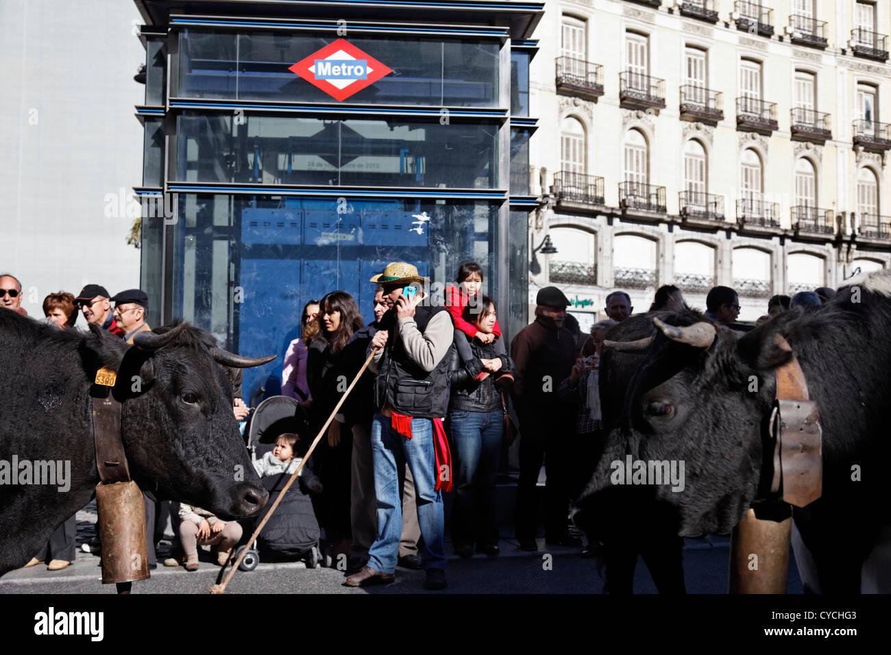 Livestock are herded through the heart of Madrid, Spain, during the annual Trashumancia festival Stock Photo
