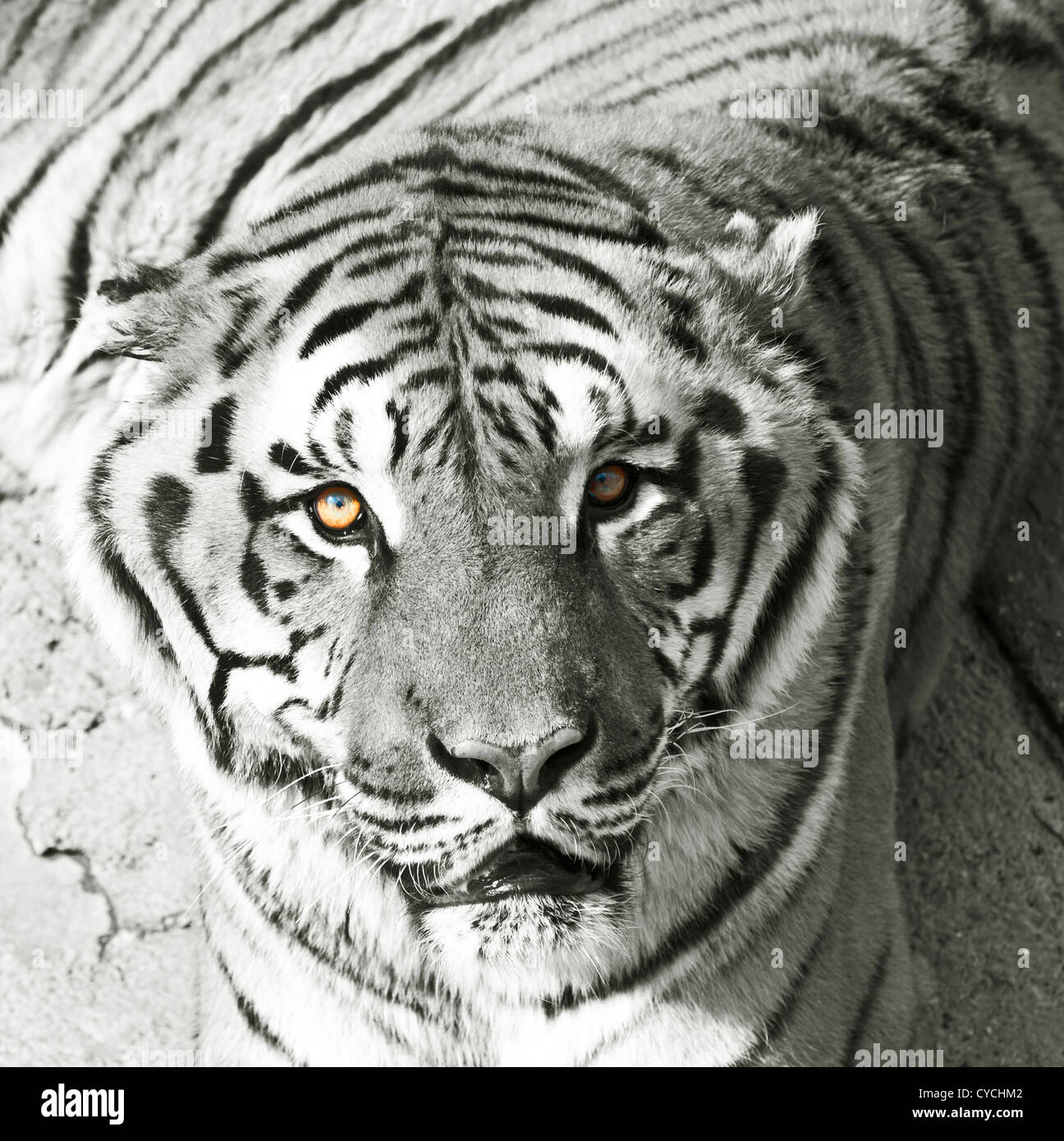 Bengal tiger in black and white Stock Photo Alamy