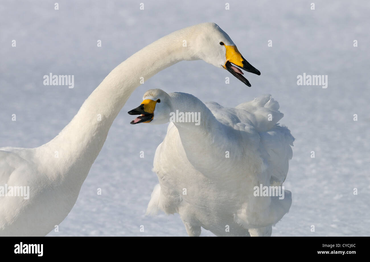 Whooper Swans, mature and juvenile (Cygnus cygnus) on the ice and in ...