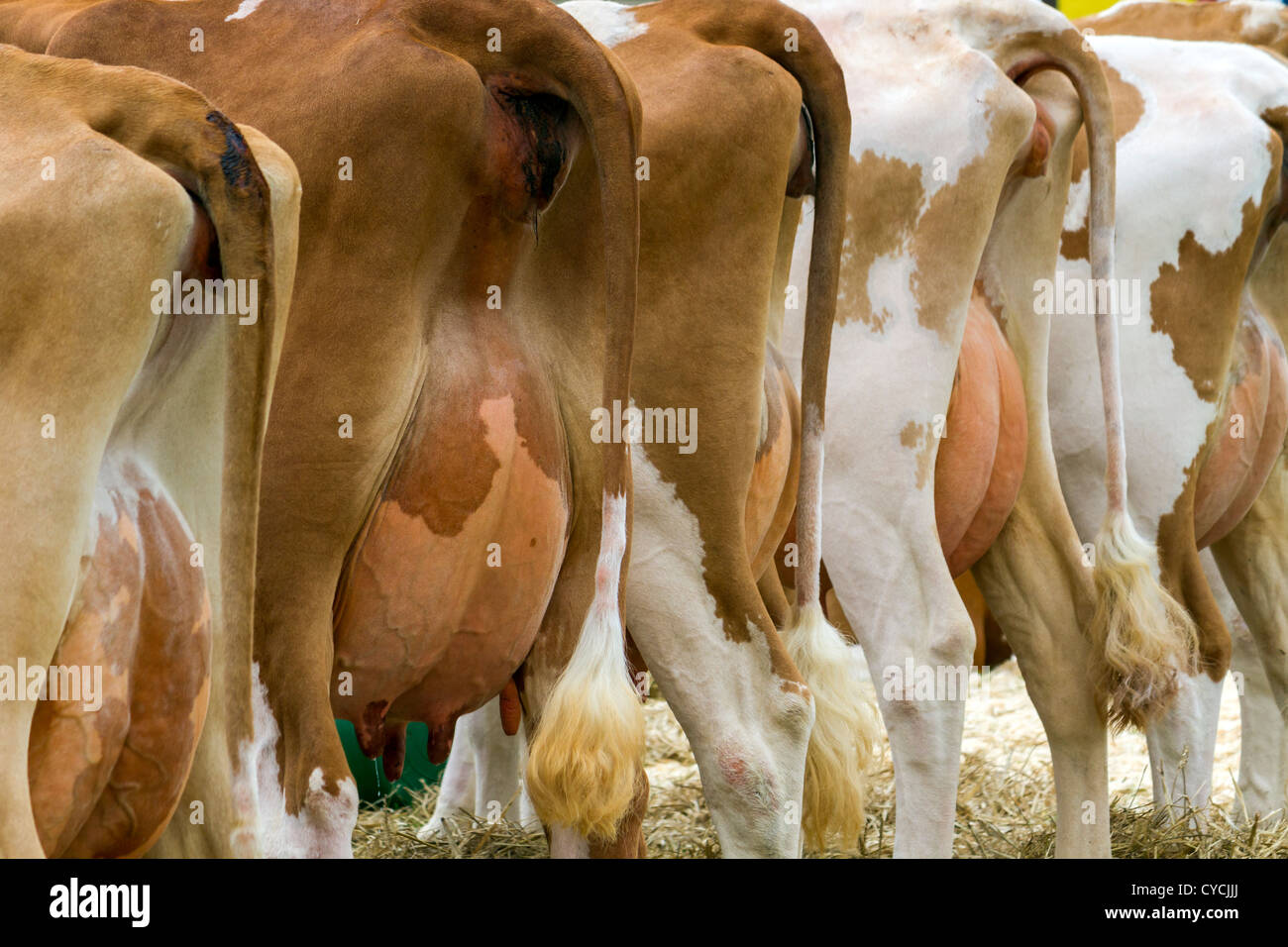 Udders hires stock photography and images Alamy