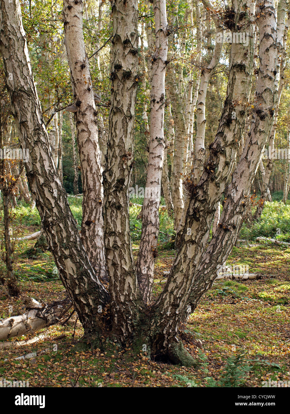 Silver birch branch hi-res stock photography and images - Alamy