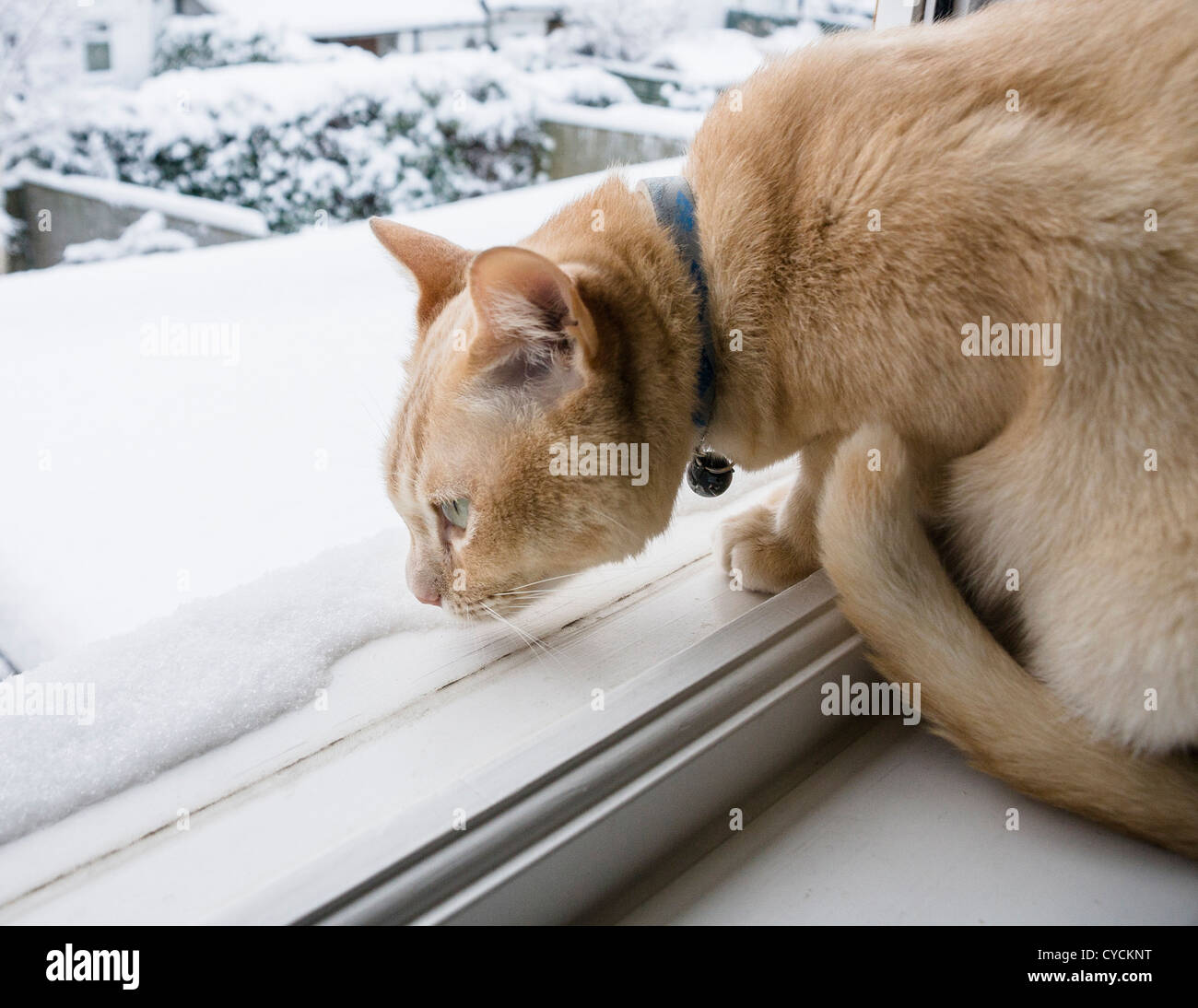 A ginger Burmese cat sniffing the snow from the safety of a window-sill in Winter Stock Photo