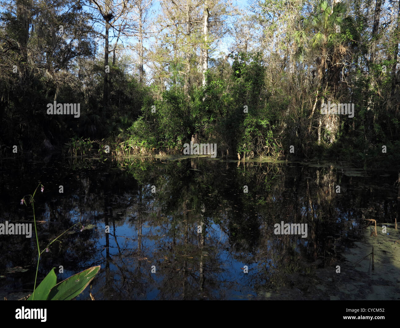 Florida Everglades Stock Photo
