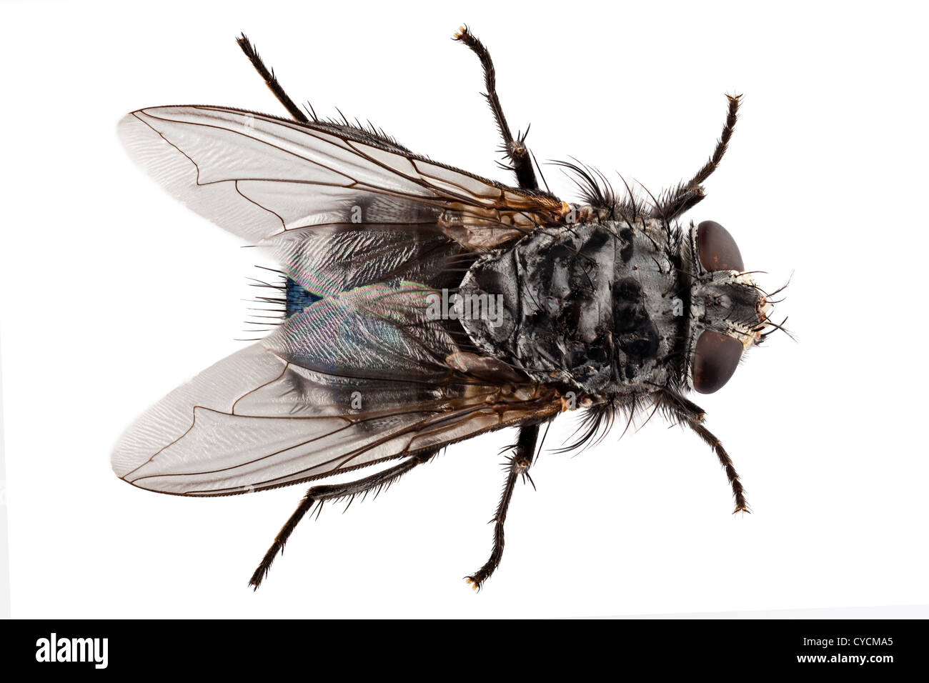 blue bottle fly species calliphora vomitoria Stock Photo