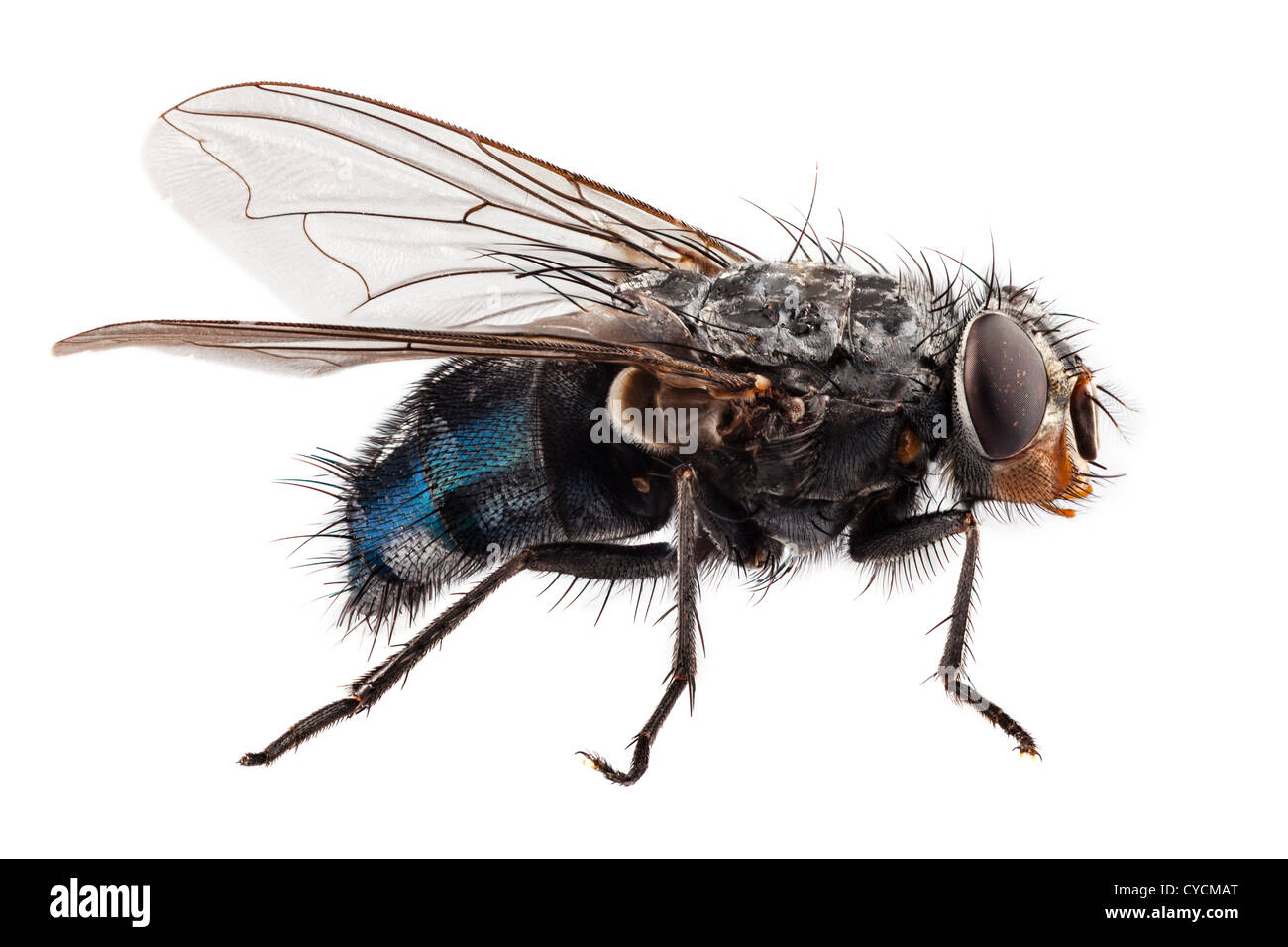 blue bottle fly species calliphora vomitoria Stock Photo - Alamy