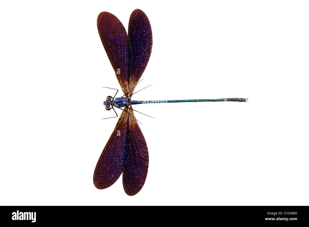Blue dragonfly species Vestalis luctuosa Stock Photo