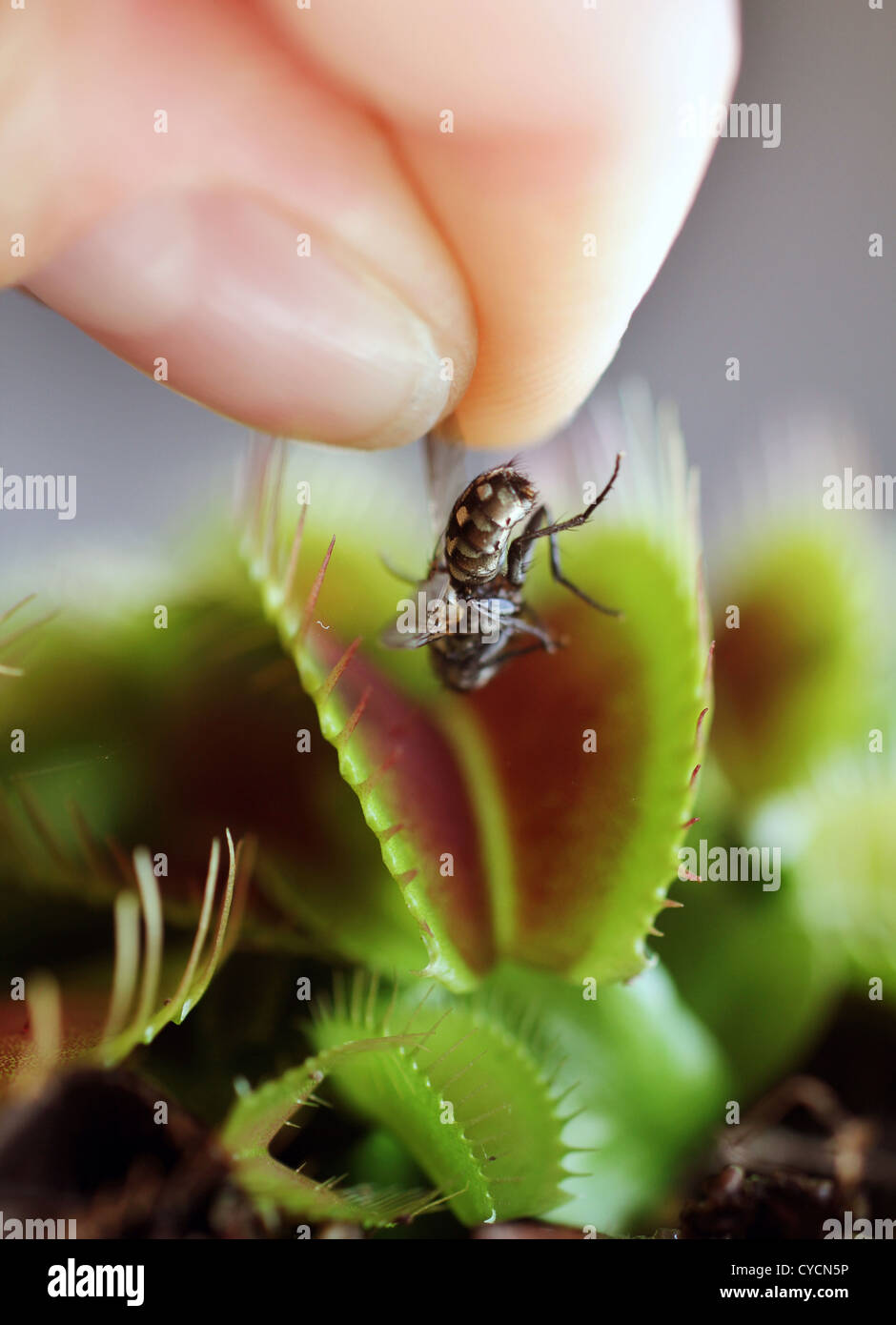 feeding carnivorous plant venus flytrap Stock Photo Alamy
