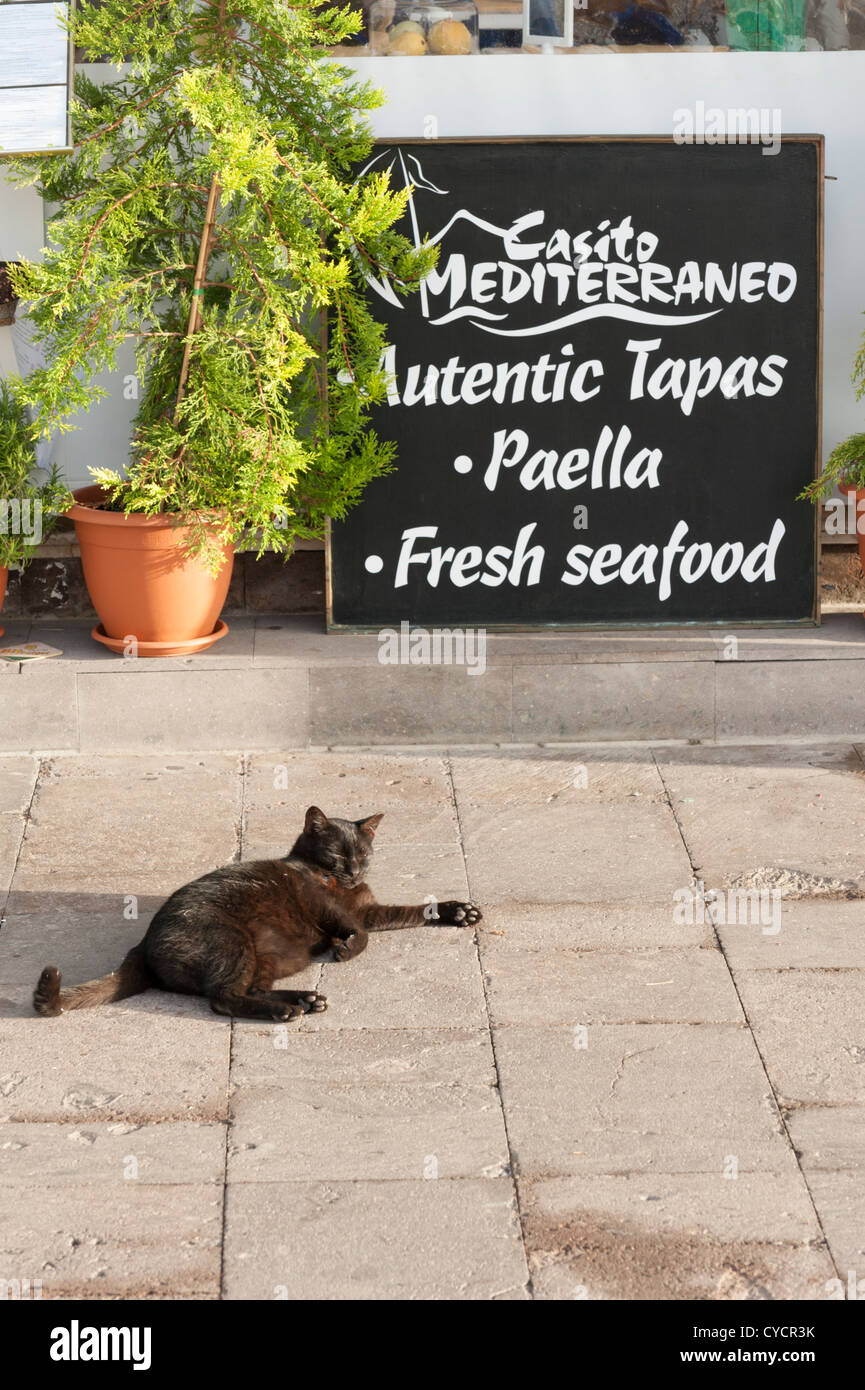 A cat on a path in front a seafood restaurant and sign at Puerto de Mogan Gran Canaria Canary Islands Spain Stock Photo
