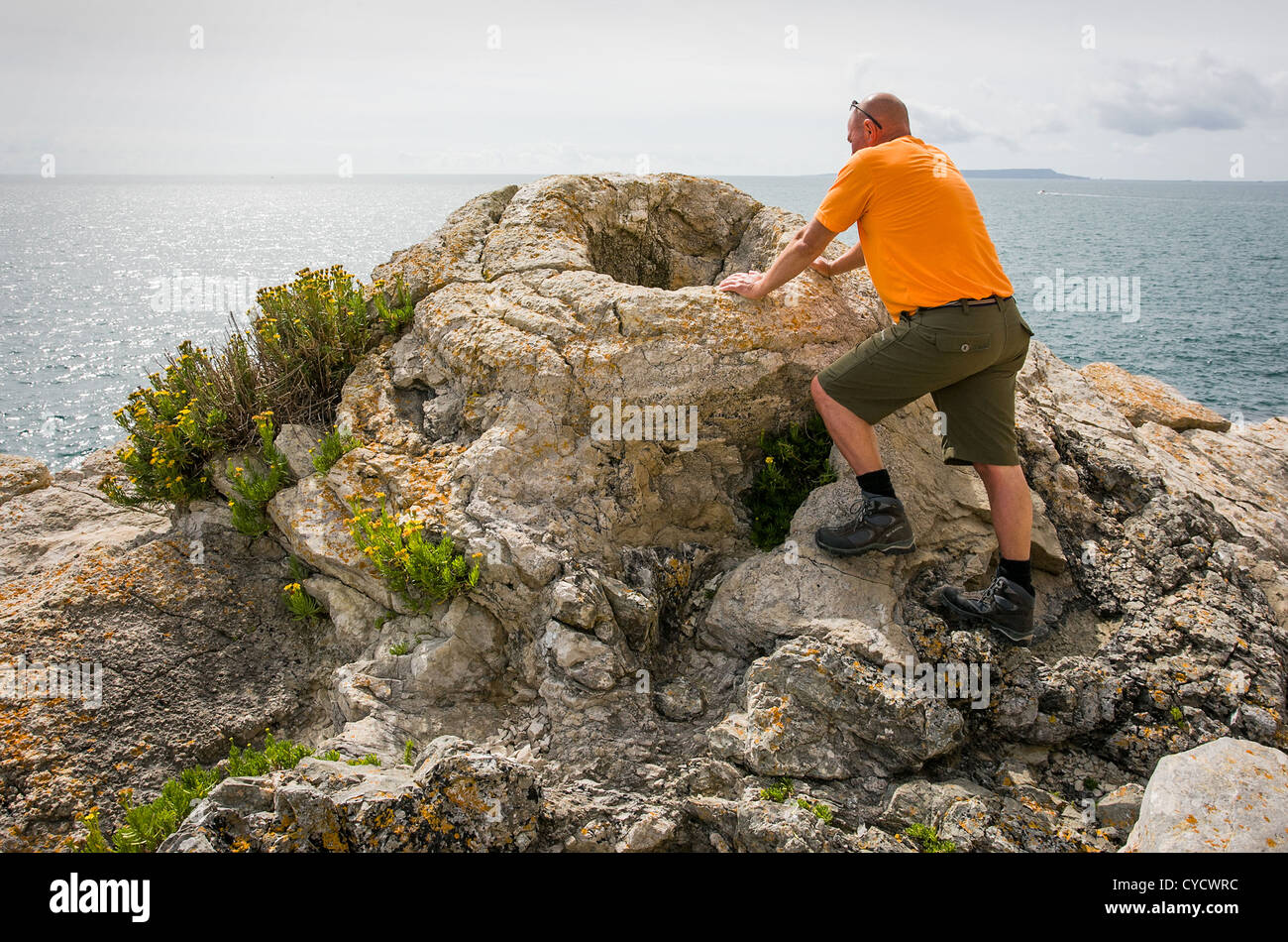 A man looks into the bole of a fossilised tree in the fossil forest near Lulworth Cove in Dorset