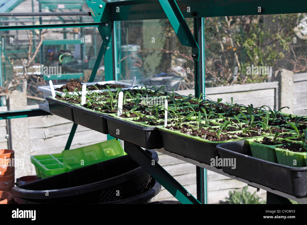 GAZANIA SEEDLINGS GROWING IN A DOMESTIC GREENHOUSE IN SPRING. UK. Stock Photo