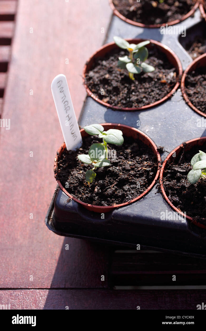 ANTIRRHINUM SEEDLINGS. SNAPDRAGON. Stock Photo